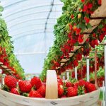 بهترین محصولات گلخانه ای ایران برای صادرات کدام است؟